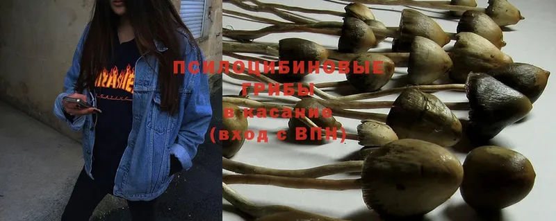 Галлюциногенные грибы Psilocybe  Курганинск 